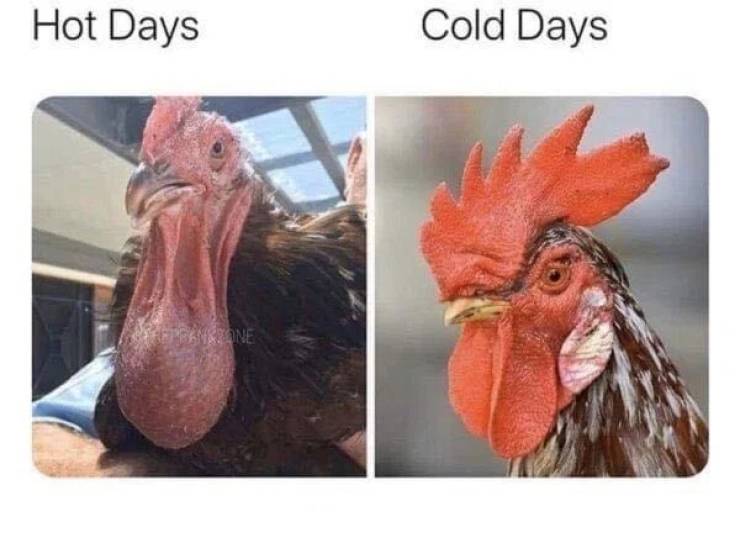 Men, Your Memes Have Arrived