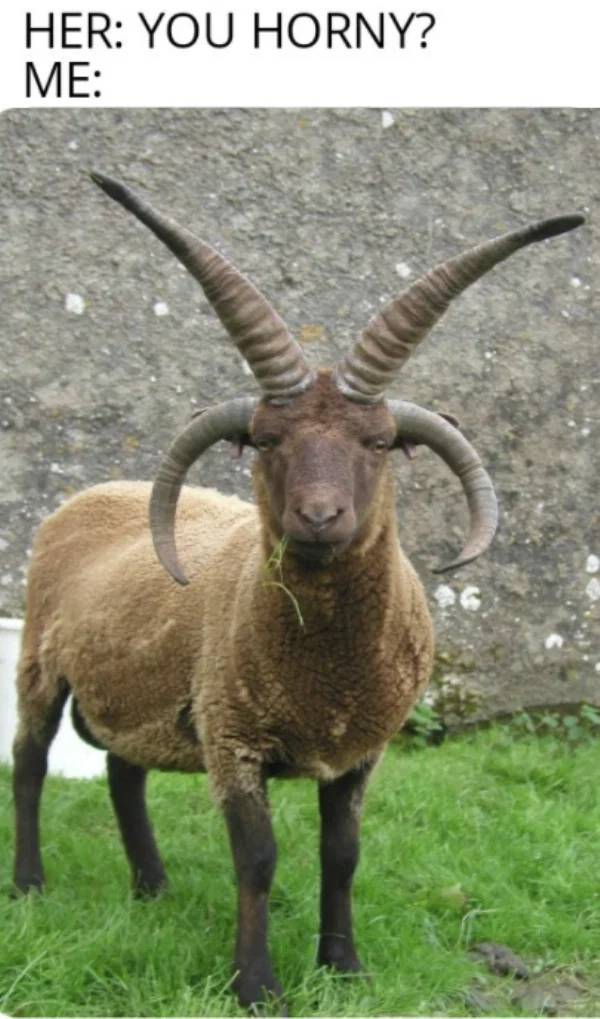 Want Some Spicy Sex Memes?