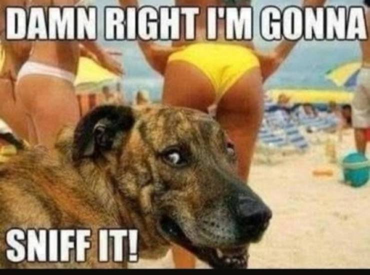 These Sex Memes Are Naughty!