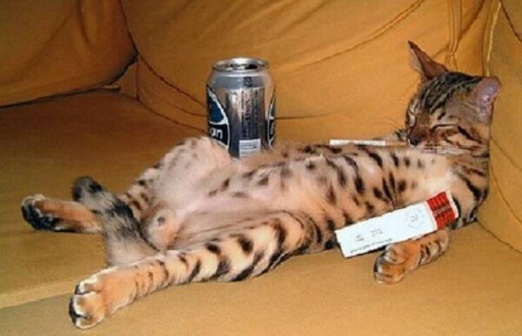 How Wasted Are They?!