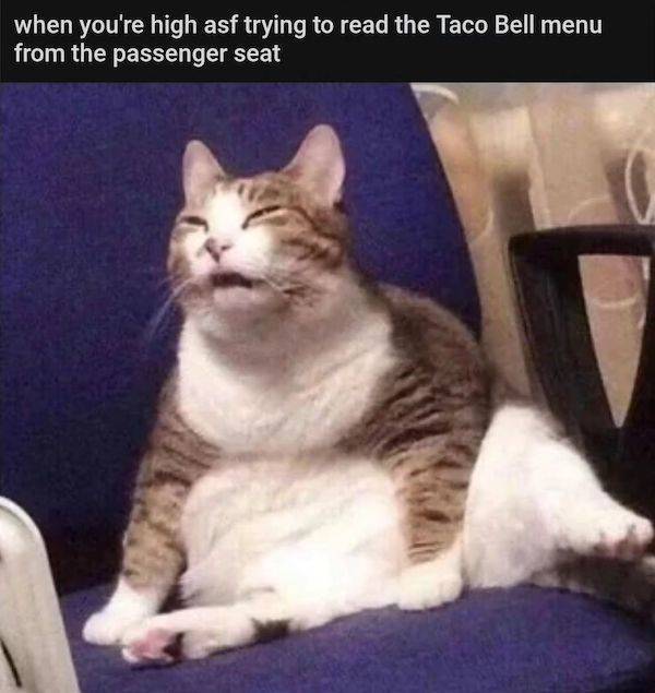 These Memes Are Already Stoned