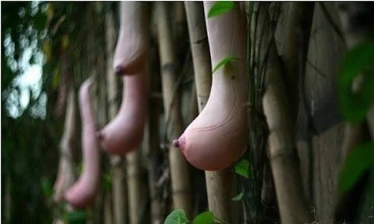 Everything Looks Like Boobs!