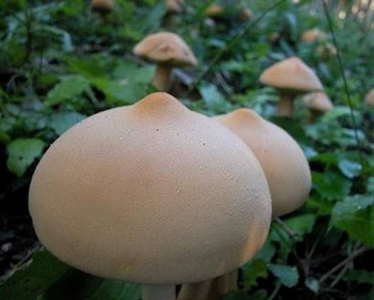 Everything Looks Like Boobs!