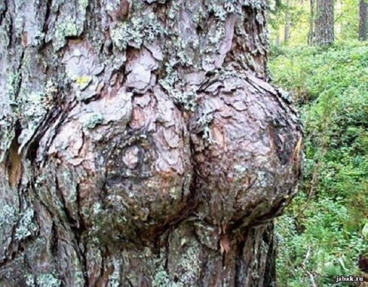 Everything Looks Like Boobs!