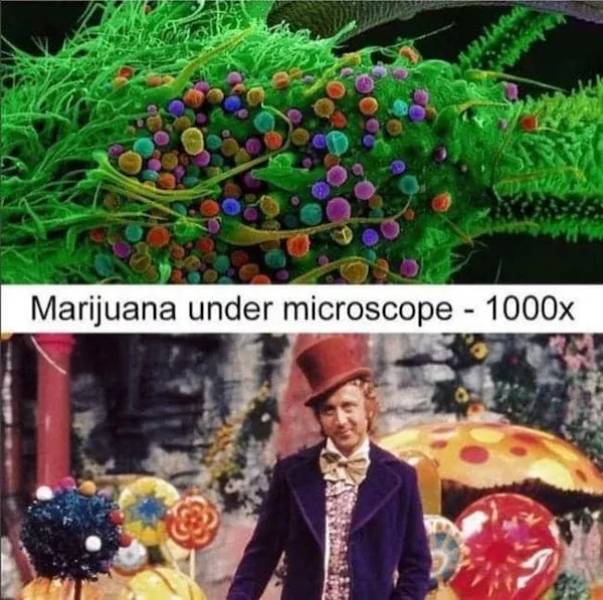 These Memes Are Already Stoned