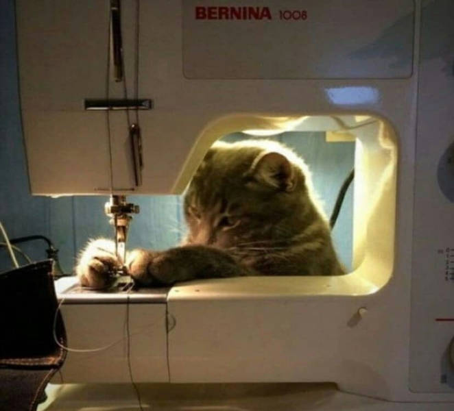 The Funniest Creatures on the Internet