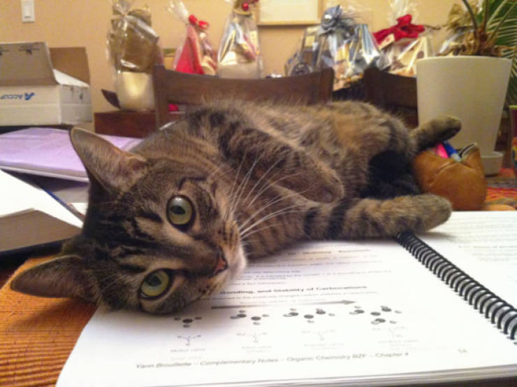 Cats Being Absolute Chaos