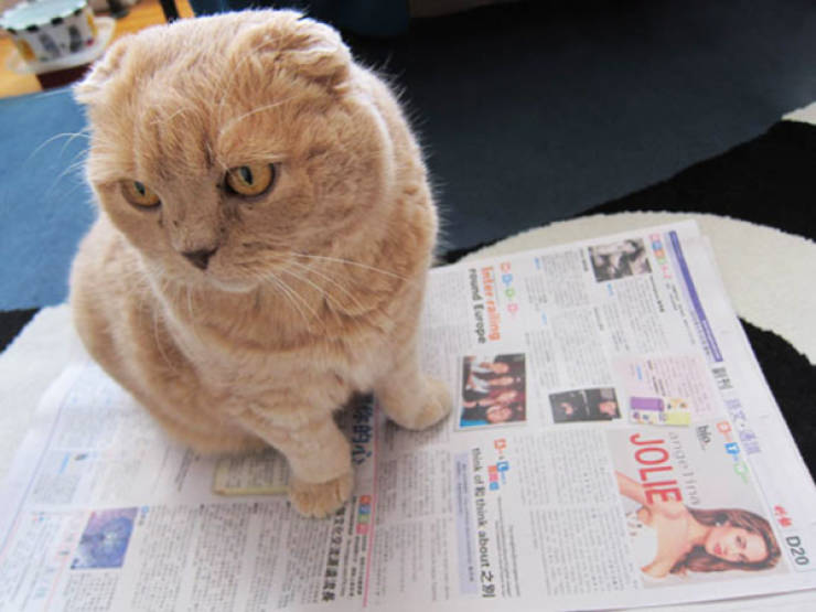 Cats Being Absolute Chaos