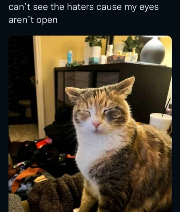 A Chaotic Mix of Internet Memes