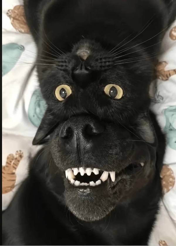 Daily Picdump