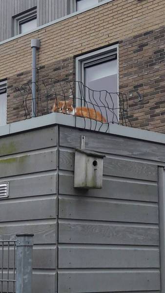 Daily Picdump