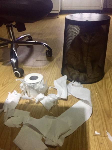 Morning Picdump