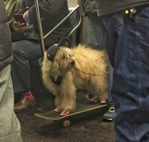 Daily Picdump