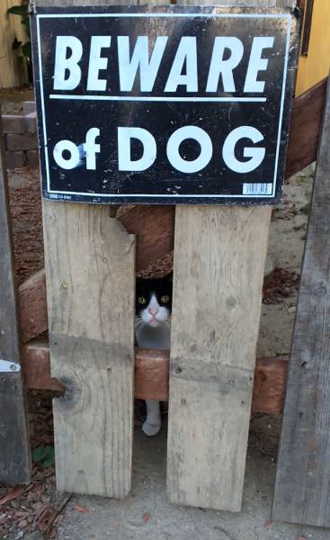 Daily Picdump