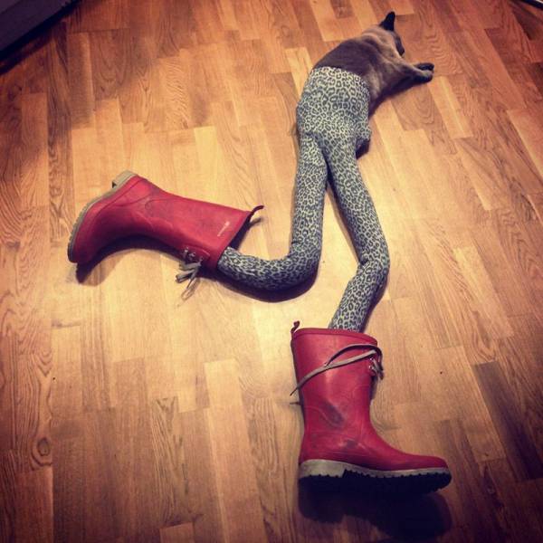 Daily Picdump