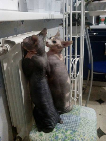 Daily Picdump