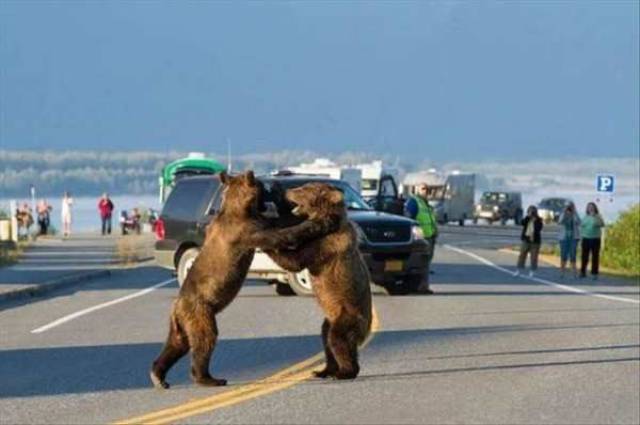Daily Picdump