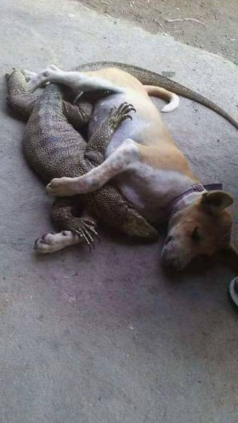 Daily Picdump