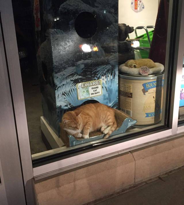 Daily Picdump