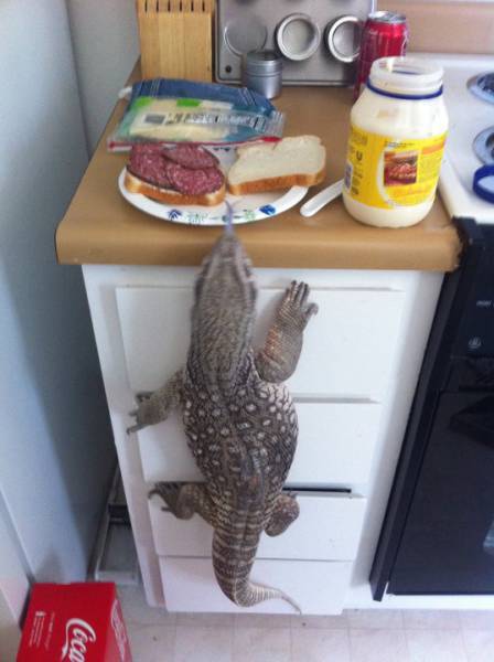 Morning Picdump