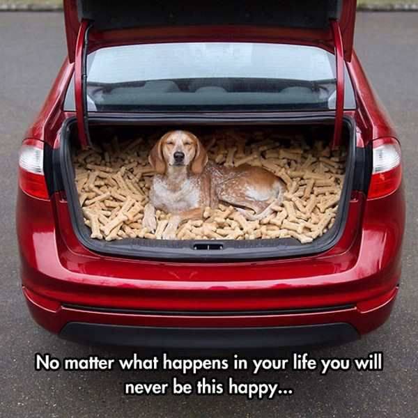 Daily Picdump