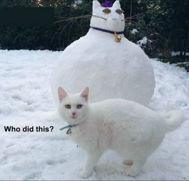 Daily Picdump