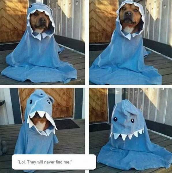 Daily Picdump