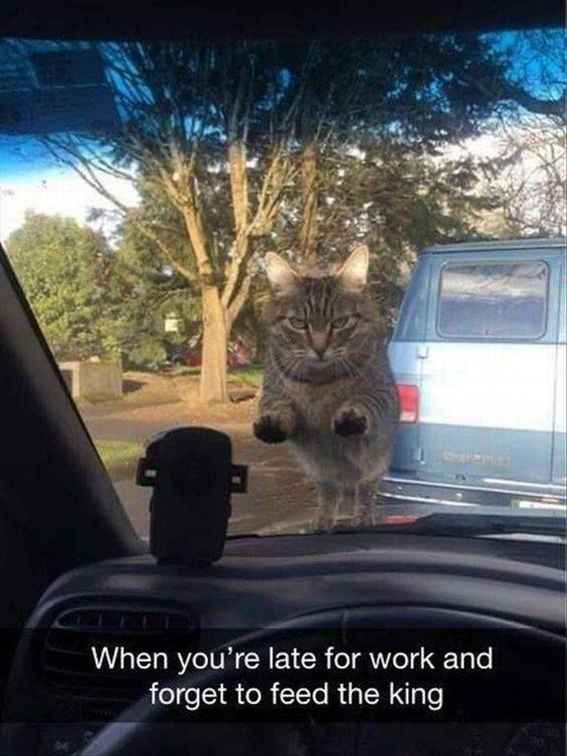 Daily Picdump