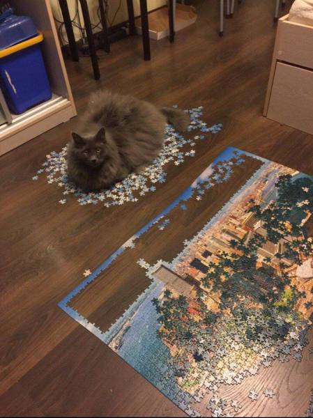 Daily Picdump
