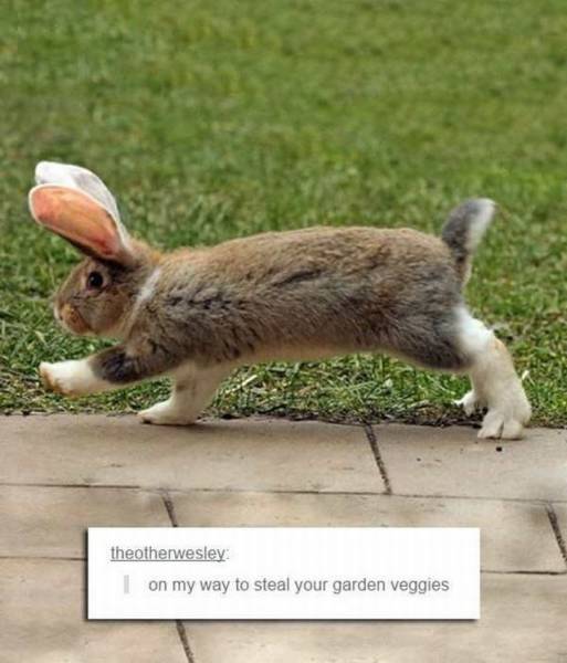 Daily Picdump
