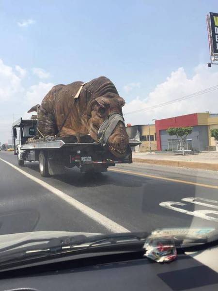 Daily Picdump