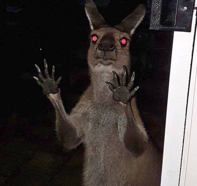 Daily Picdump