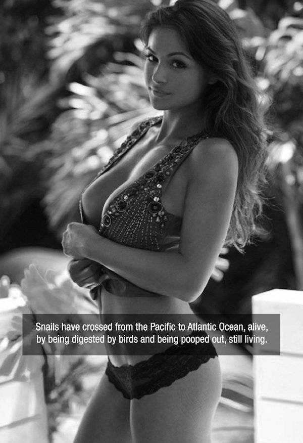 Facts are Best Served with Hot Chicks