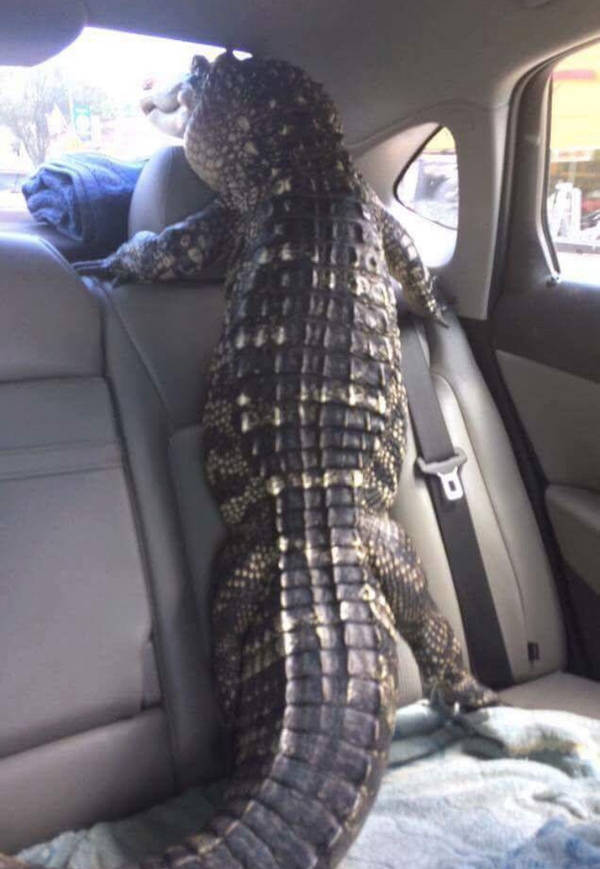 Morning Picdump