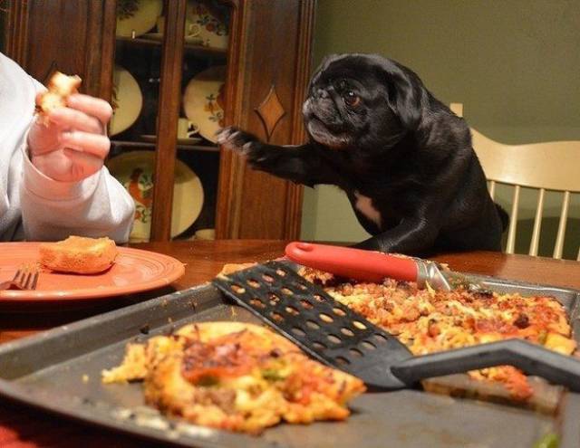 Daily Picdump