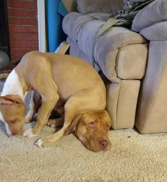 Daily Picdump