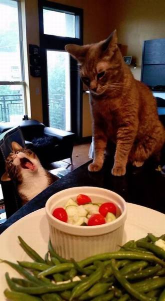 Daily Picdump