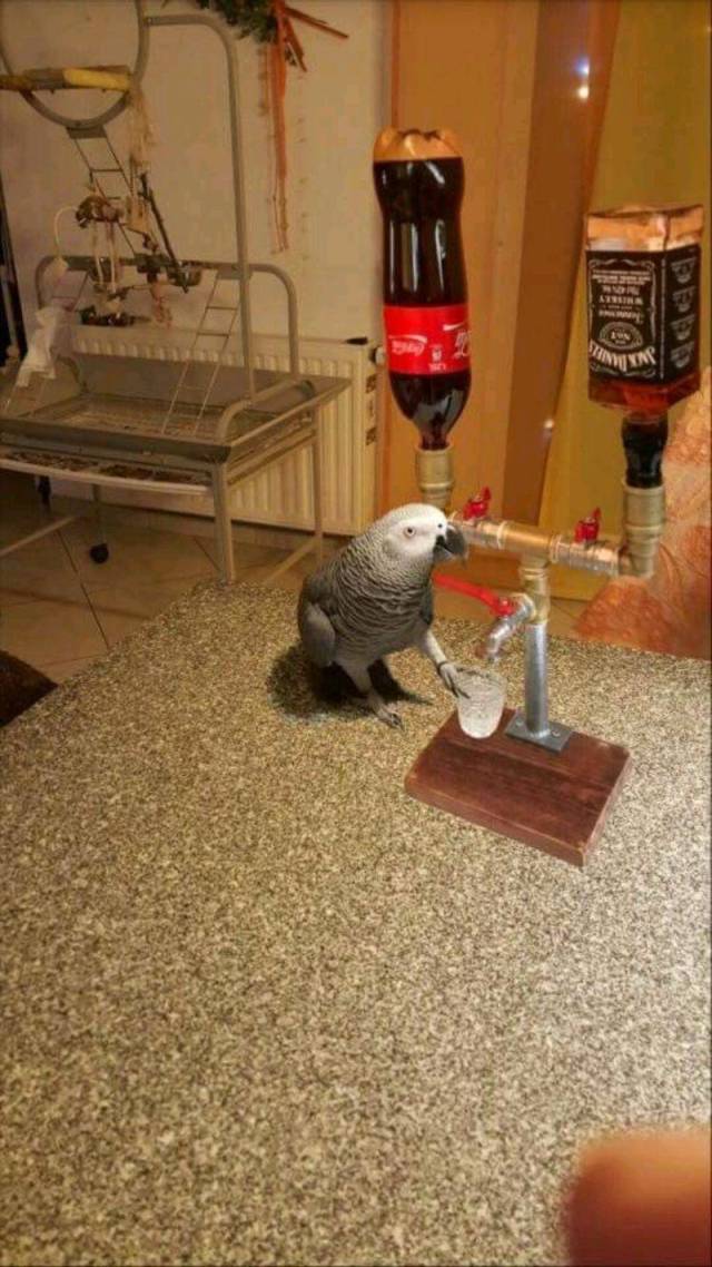 Daily Picdump