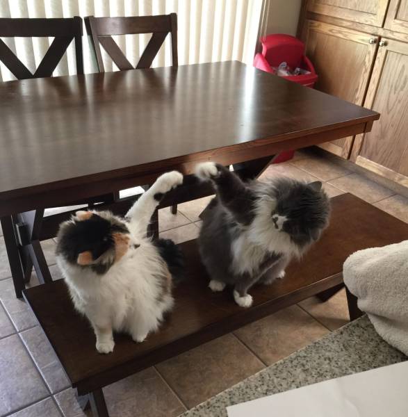 Daily Picdump