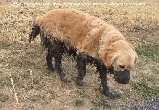 Daily Picdump