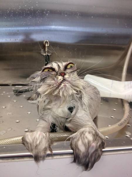 Daily Picdump [WEEKEND EDITION]