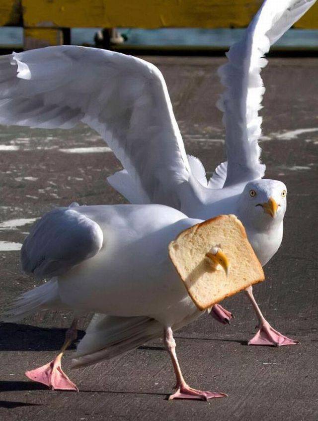 Daily Picdump