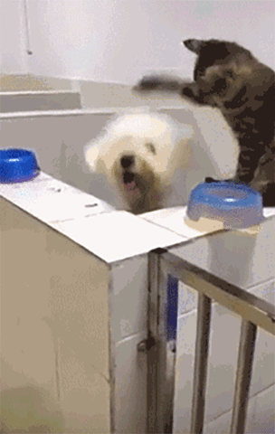Everything Bounces Here!