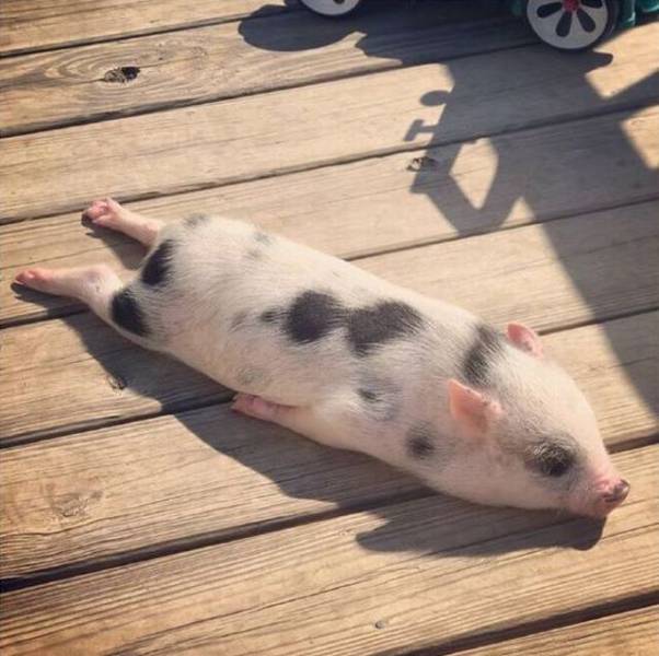 Daily Picdump