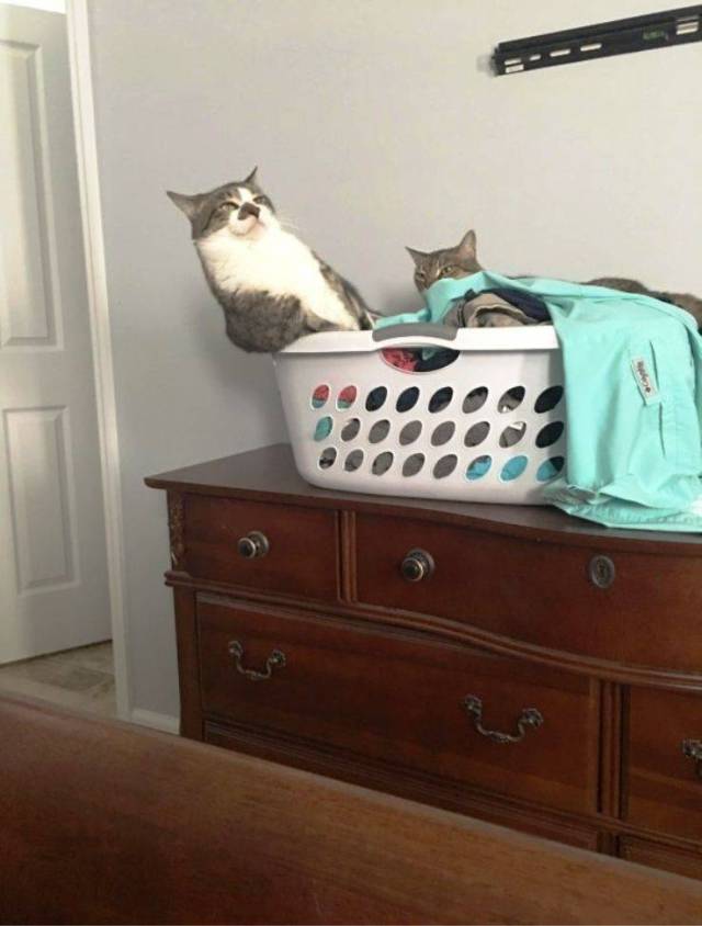 Daily Picdump