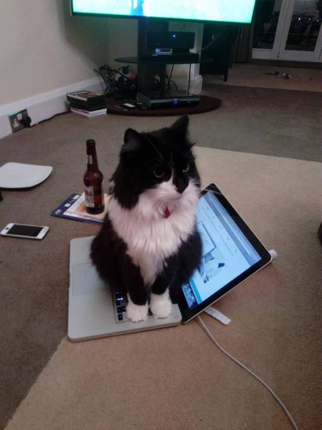 Daily Picdump
