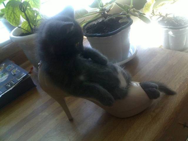 Daily Picdump