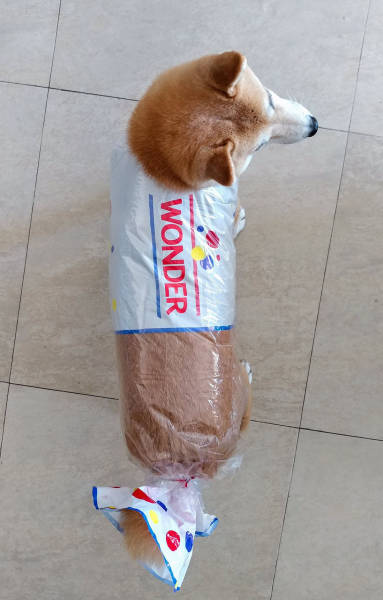 Morning Picdump
