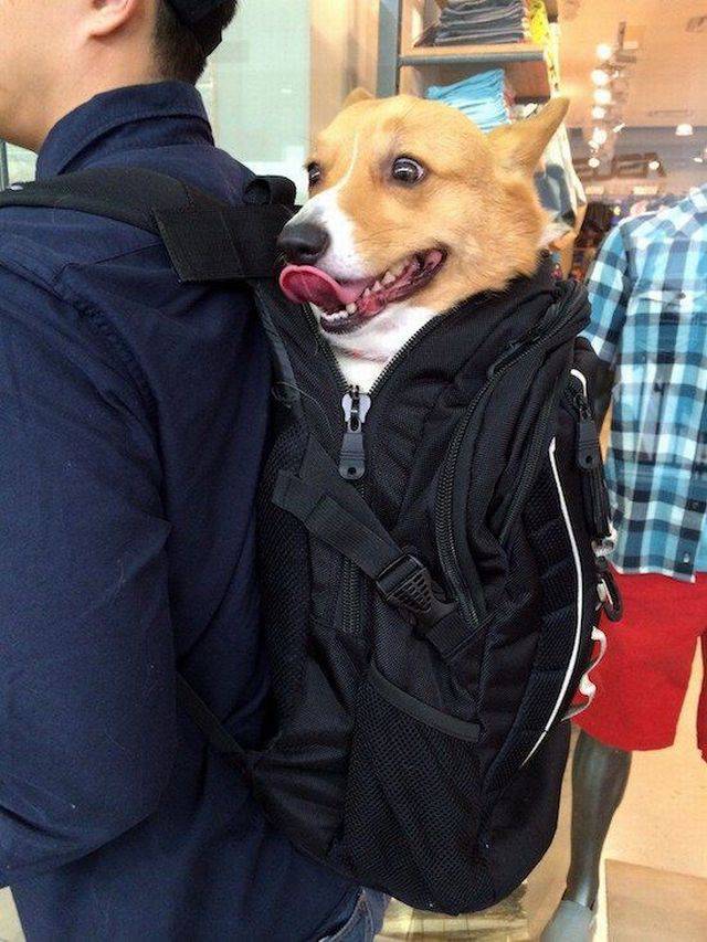 Daily Picdump
