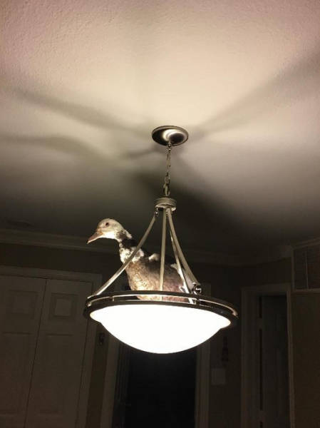 Morning Picdump